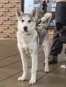 Hübsche Aika Huskymischlings Hündin sucht ein Zuhause in 63075
