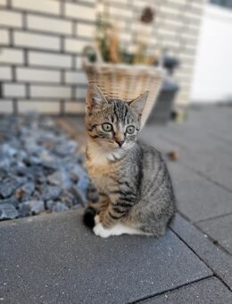 Kätzchen /Kitten - Rahden