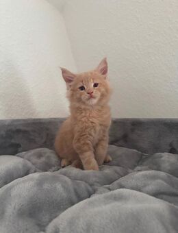 Maine Coon Kitten sucht Zuhause - Delitzsch