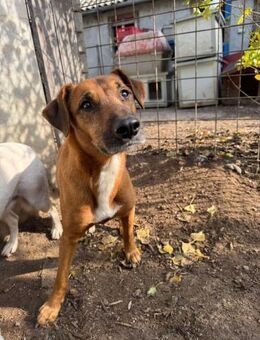 Mix Rüde, 5 Jahre - Kappeln (Schleswig-Holstein)