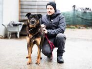 Samba - ein wahrer Traumhund - München