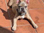 Süße, Französische Bulldoggen Welpen - Düren