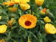 Ringelblumensamen Ringelblume Calendula Pflanze gelb orange Blume Blumensamen Gartenblume Heilpflanze kräftige Blütenfarbe Samen selbst säen DIY Schmetterlingsmagnet flower seeds Muttertag Geschenk flower present Saat - Pfedelbach