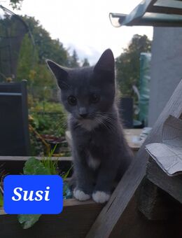Kitten abzugeben - Neumark (Sachsen)