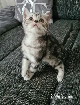 Süße Kitten wiskasart - Alsdorf (Nordrhein-Westfalen)