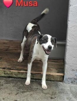 Musa - braucht endlich eine Familie - Höchst (Odenwald)