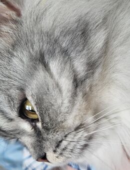 Kater abzugeben - Eberswalde