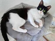 Unwiderstehliche Fiona sucht ihr Home - Bad Camberg