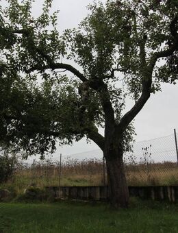 EFH / Hof mit Nebengebäuden - Altfraunhofen