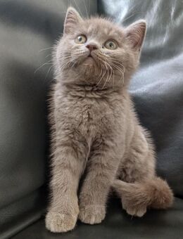 😻reinrassige BKH Kitten suchen Dich😻 - Krefeld