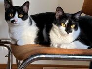 Bruno & Vina suchen gemeinsames Zuhause! - Berlin
