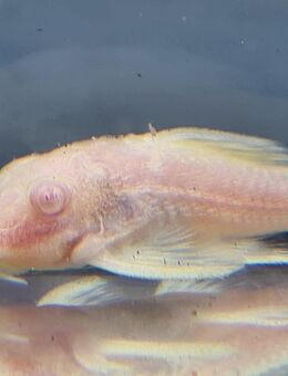 L400 Albino Hypancistrus sp - Schwaförden
