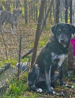 💛 Sensibler Spyke sucht Hoffnung 🐾 - Eislingen (Fils)