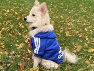 Milky ist ein vielseitiger Hund - Chemnitz