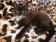 Sofort auszugsbereit: 2 zuckersüße Maine Coon Mix Kitten (11 Wochen, dunkelbraun) - Herne