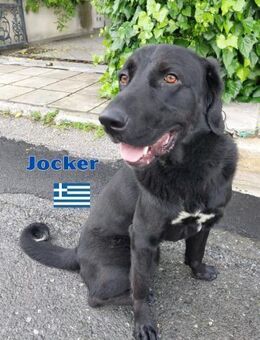 Jocker - freundlich und temperamentvoll - Heppenheim (Bergstraße)