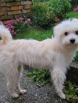 Striezl - wartet in 76437 Rastatt - Oberwies