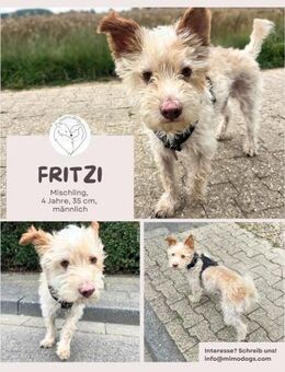 Fritzi - Mini-Pfote mit Maxi-Herz wartet - Brühl (Nordrhein-Westfalen)