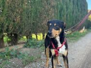 Zoe sucht ihre Menschen - Tübingen