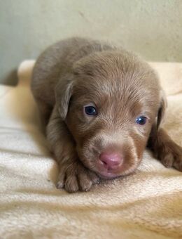 Labrador Welpen Charcoal + Silber - Zwenkau Zentrum