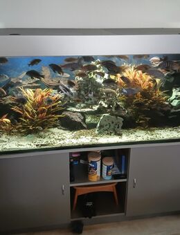 Aquarium 576 Liter - Baunatal Zentrum
