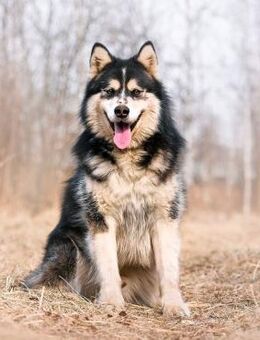 PHOENIX- autark iund selbstständig - Mainhardt