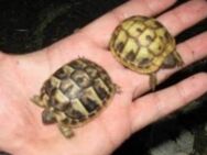 Griechische Landschildkröten Babys weiblich - Sinzing