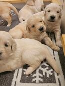 Golden Retriever Welpen in 09437