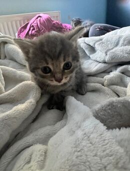 Katzen suchen neues zuhause - Hechingen Zentrum