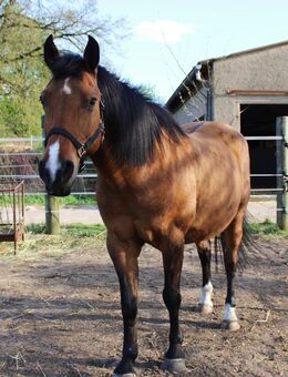 Charmanter Haudegen (Wallach) sucht Seelenpartner … - Templin