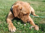 Labrador Welpen - Altentreptow