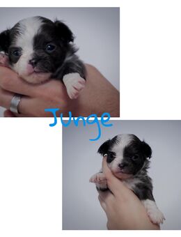 Chihuahua Welpen - Eisleben (Lutherstadt)