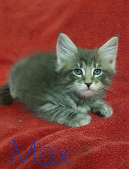 Maine conn kater mix - Freiburg (Breisgau)