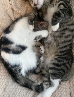 Junge Kätzchen weiblich und männlich gemeinsam abzugeben - Nideggen Zentrum