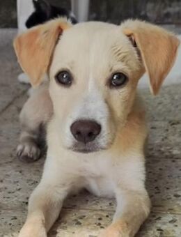 Mina 🥰 sucht eine Chance ❤️ - Winsen (Aller)