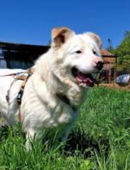 Sanfter Riese Denny sucht ein liebevolle - München