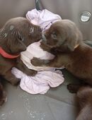 Reinrassige Labrador Welpen in 06901