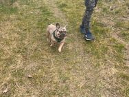 Französische Bulldogge 9 Monate. Rüde . mit Papieren . - Rostock Groß Klein