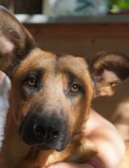 Anton-SI, Notfellchen sucht Jackpot! - Neustadt (Rübenberge)