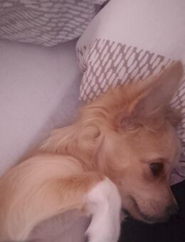 Chihuahua mit Ahnentafel wurf B - Kamen