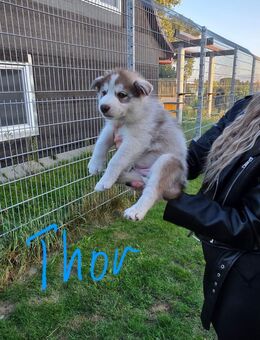 Titel: Siberian Husky Welpen suchen ein liebevolles Zuhause - Ebstorf (Klosterflecken)