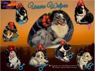 Australian Shepherd Welpen ASCA - Jungs - Hemau