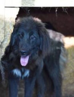 Sicheres Zuhause für ängstliche Sadie - München