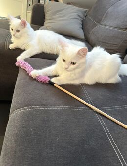 Britisch kurzhaar Türkisch Angora Mix Kitten 6 Monate alt - Düren