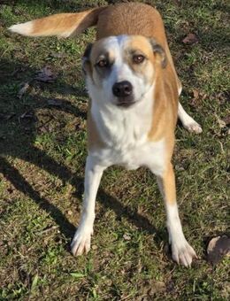 DARCY ist ein sanftes ruhiges Mädchen♥️ - München