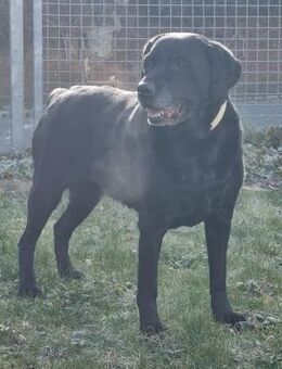 Kira, ein absolutes Goldstück - Heinsdorfergrund