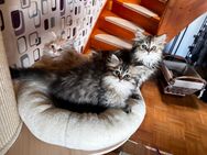3 Perserkitten aus liebevoller Aufzucht - geimpft, entwurmt, an Hunde gewöhnt - Waltrop Zentrum