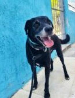 Hübscher Silvio sucht seine Menschen - Kropp