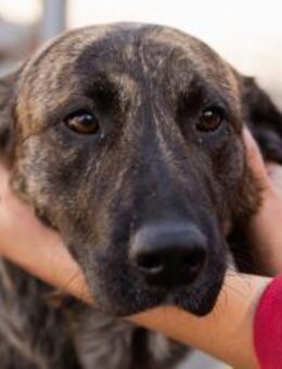 Ludwig 💗 unser lieber Herzensbrecher - Hamburg