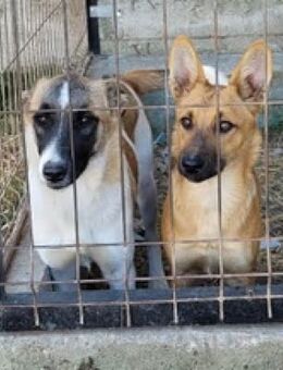 Kleine! tolle CLEO sucht ihre Menschen - Gevelsberg